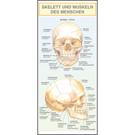 Skelett und Muskeln des Menschen